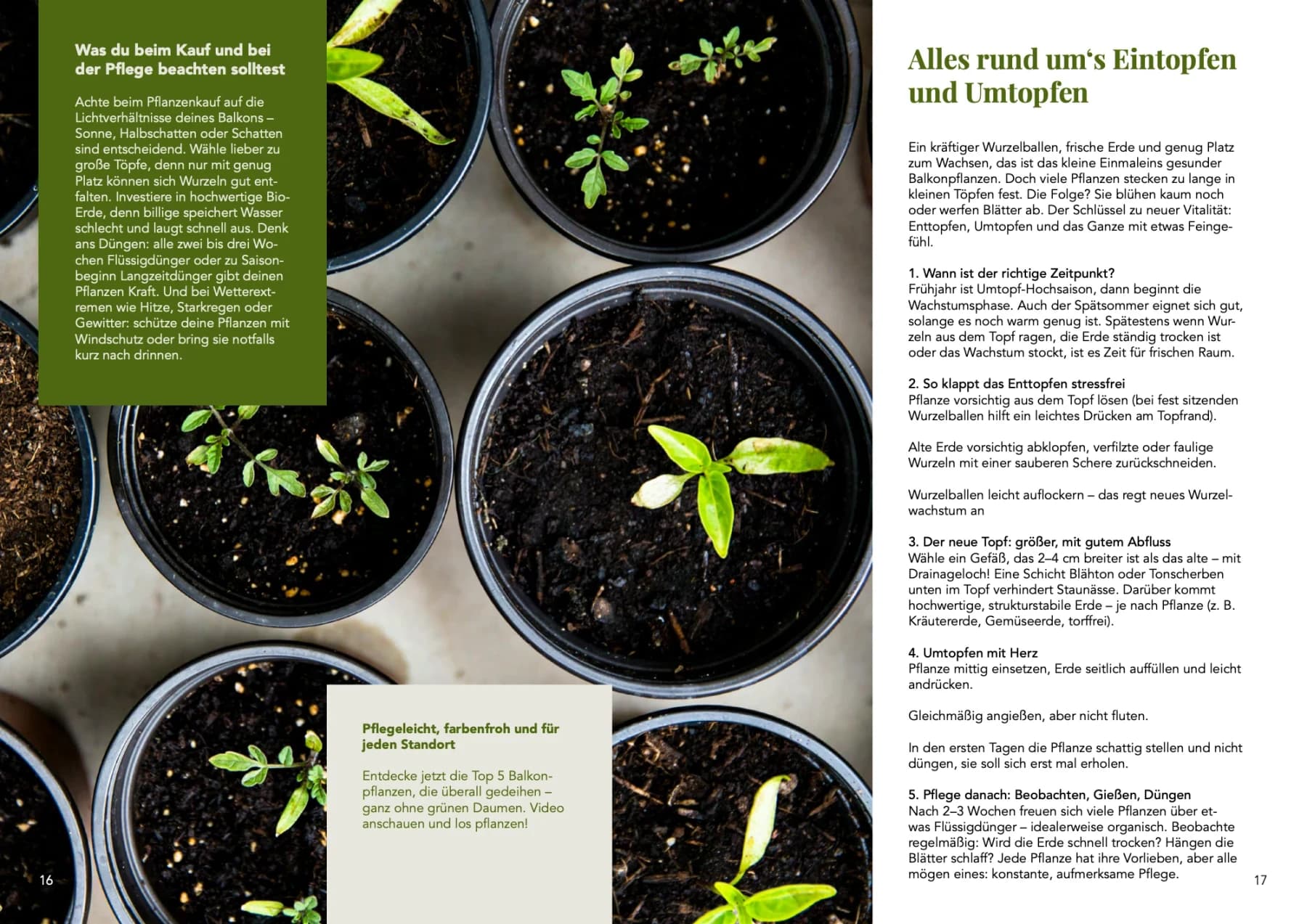 Urban-Gardening-Ratgeber „Dein nachhaltiger Balkon“, Doppelseite 8: Pflanzenfotos, grüne Flächen und Text in Spalten